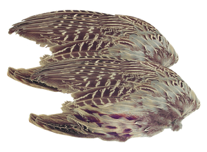 Pheasant Wings (2 Pack) Classic T Designs